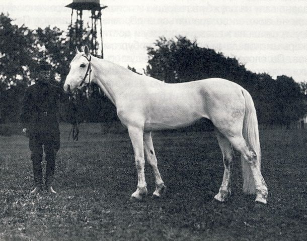 Орловский рысак Удачный от Громадного и Урны 1916 г.р. завода Бутовича Я. И.jpg