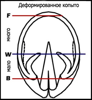 ovnicek_deformation.jpg