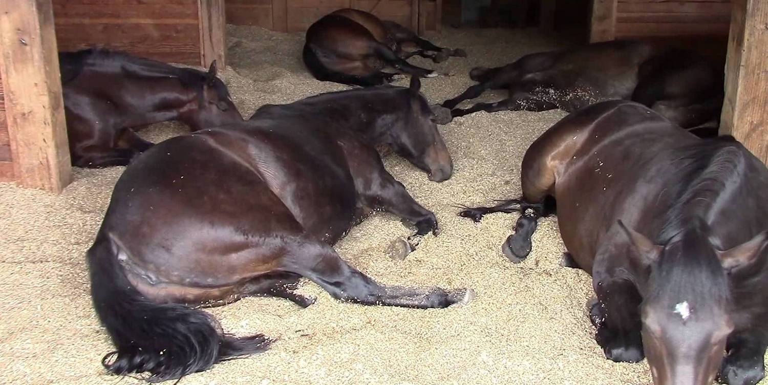 pellets-horse-bedding-sm.jpg