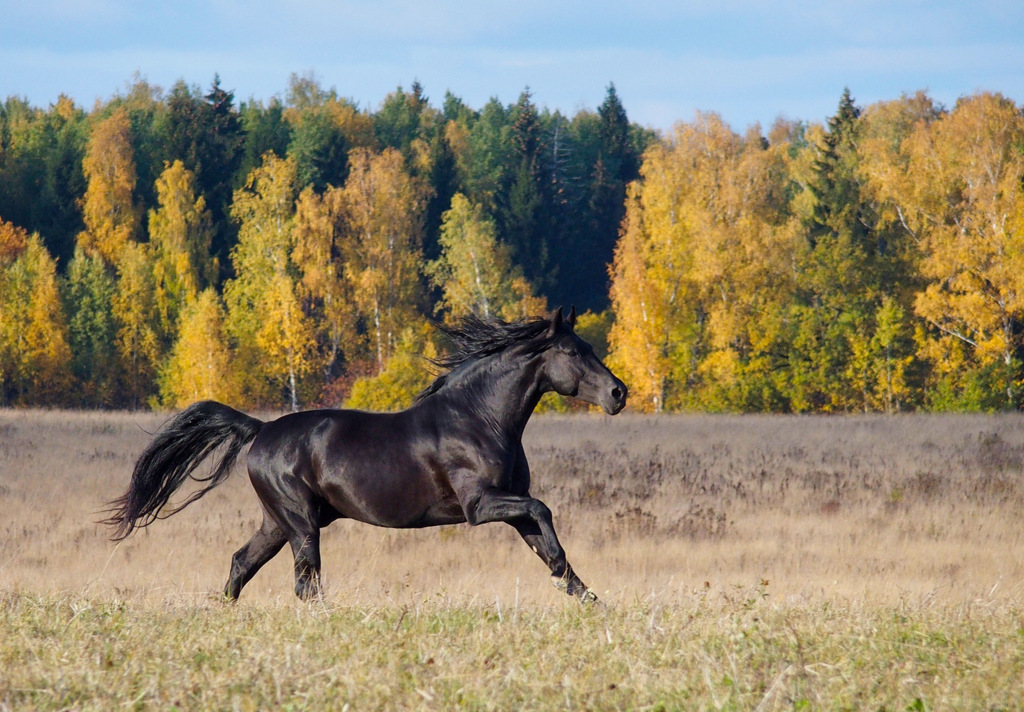 Вороной конь фото