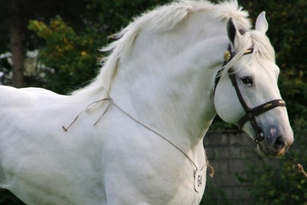 portrait-d-un-cheval-boulonnais,raceDeChevaux,320,image2,fr1390168120,H400.jpg