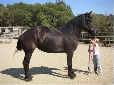 roachbackfriesian.jpg