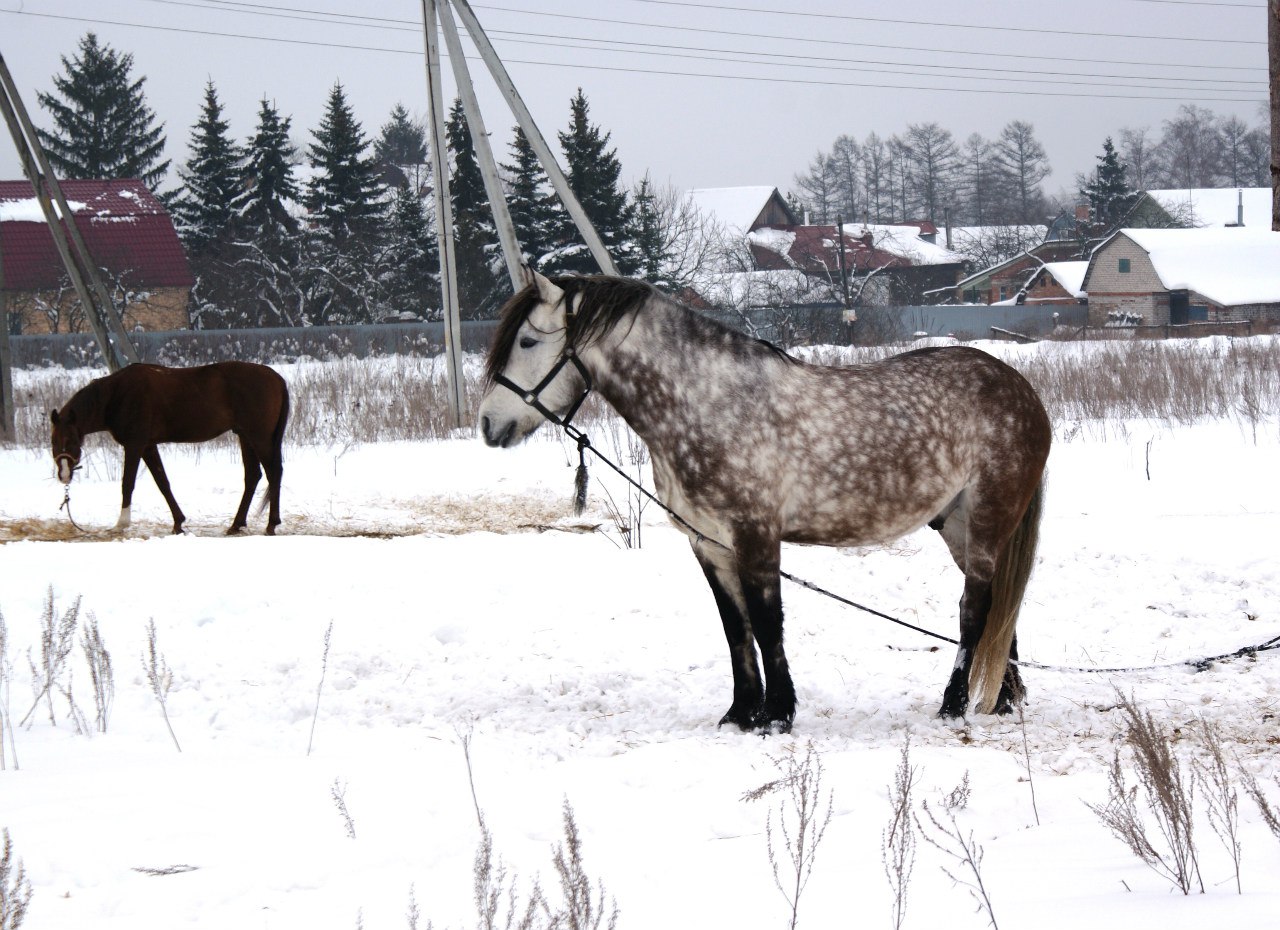 рома1.jpg