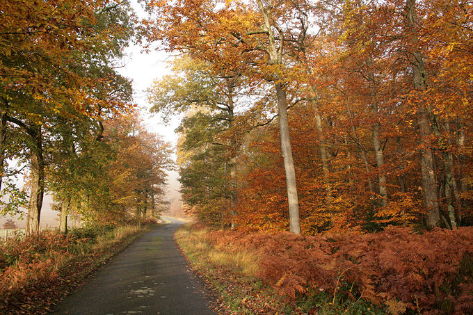 Route_de_la_Boulaie.jpg