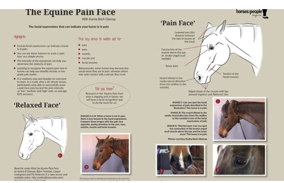 Screenshot_2020-04-07 The Equine Pain Face Horses and People.png