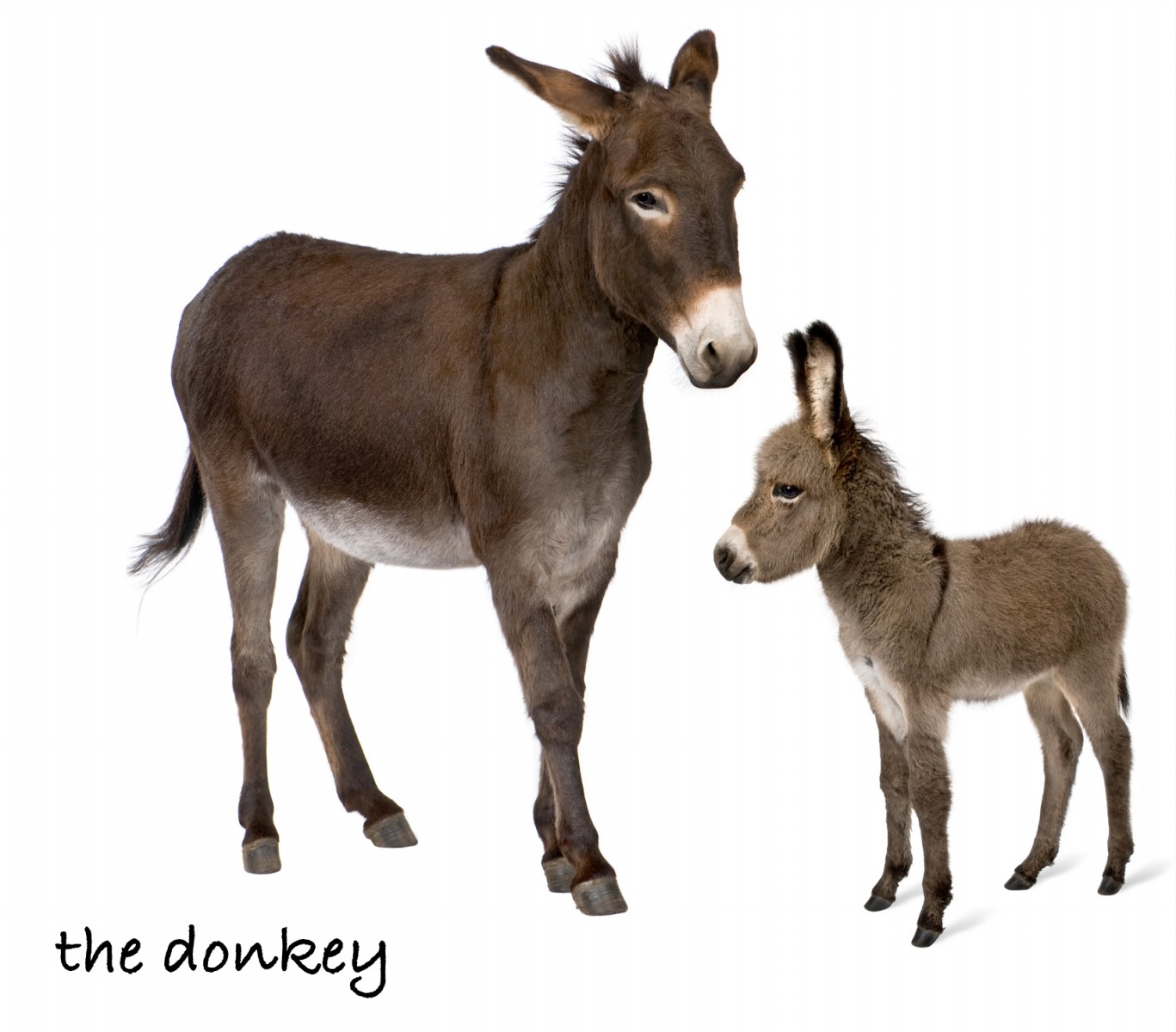 The-Donkey.jpg