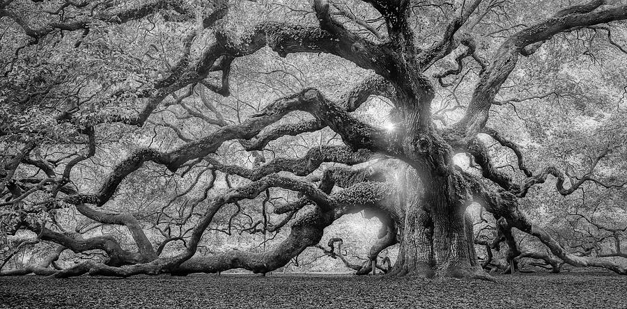 tree-of-light-bw-fl-moises-levy.jpg