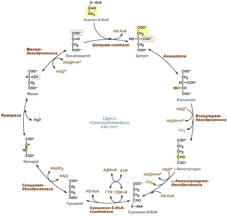 Цикл_трикарбоновых_кислот.jpg