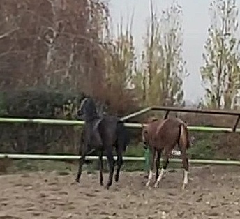 VideoCapture_20241105-080717.jpg