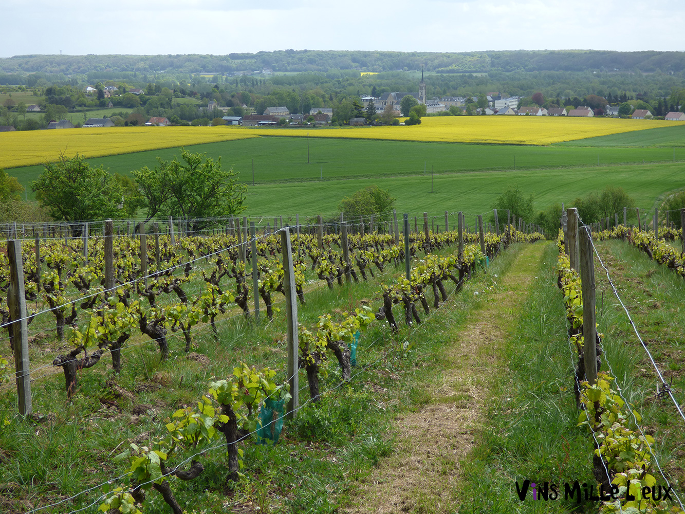 vigne-sarthe.jpg