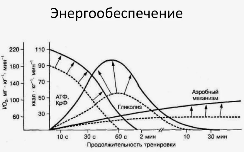 выносливость.png