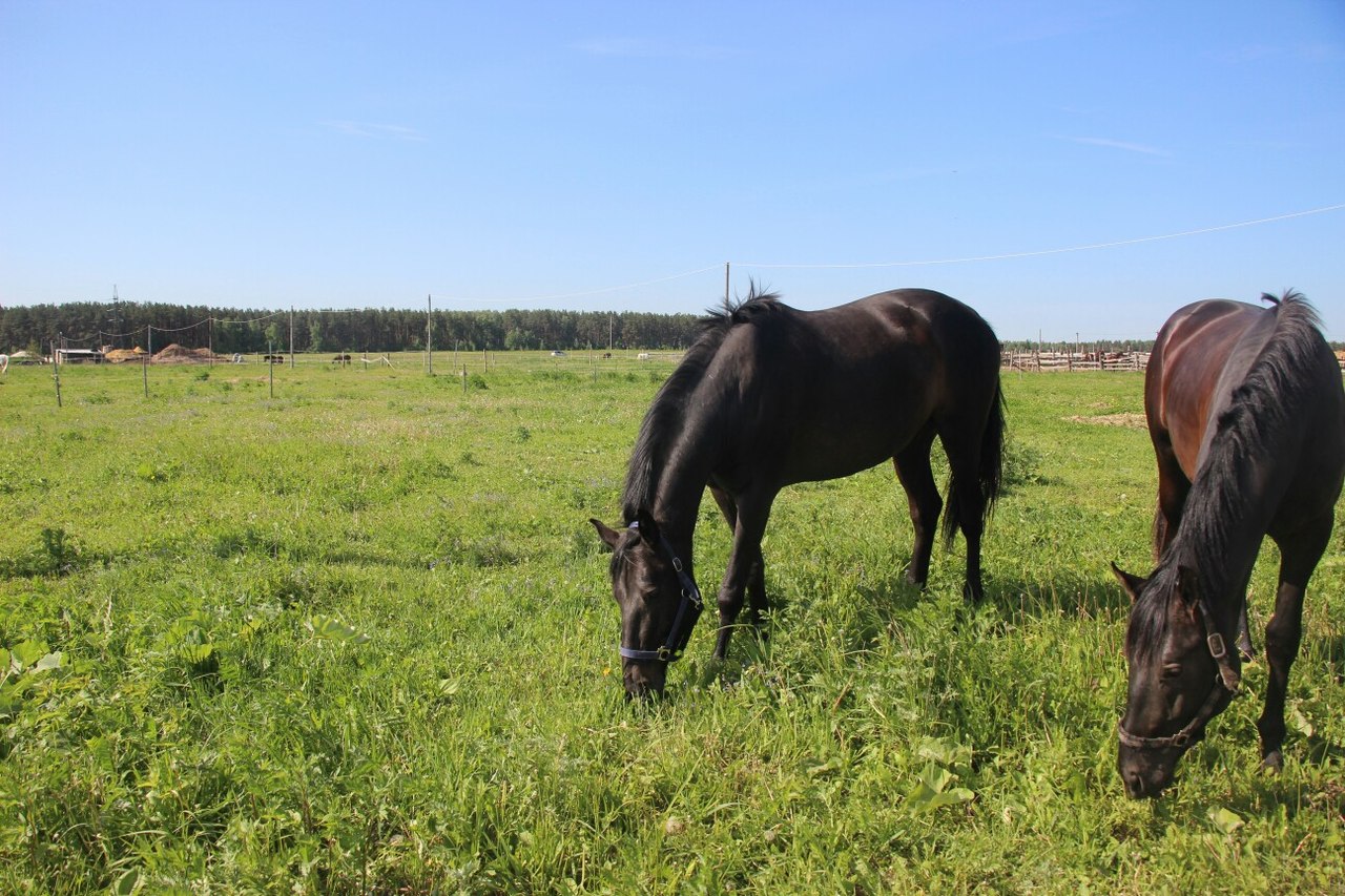 Photo: КСК Русские просторы, horse riding  - Yandex Foto 16