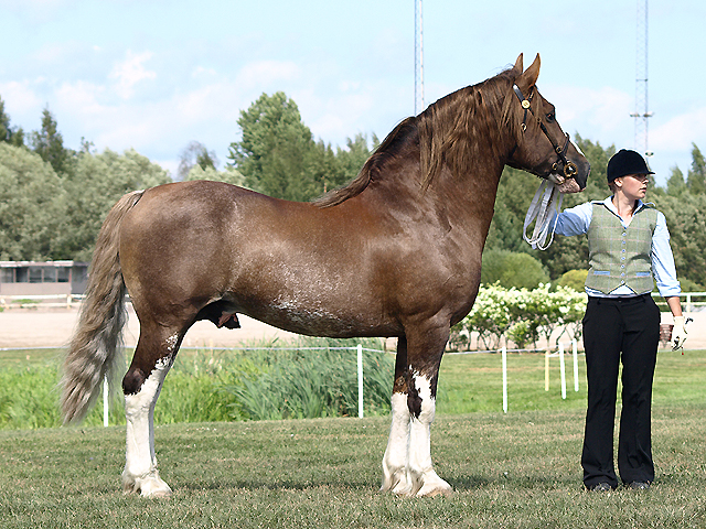 welsh-cob.jpg