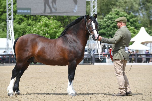 welsh-cob1.jpg