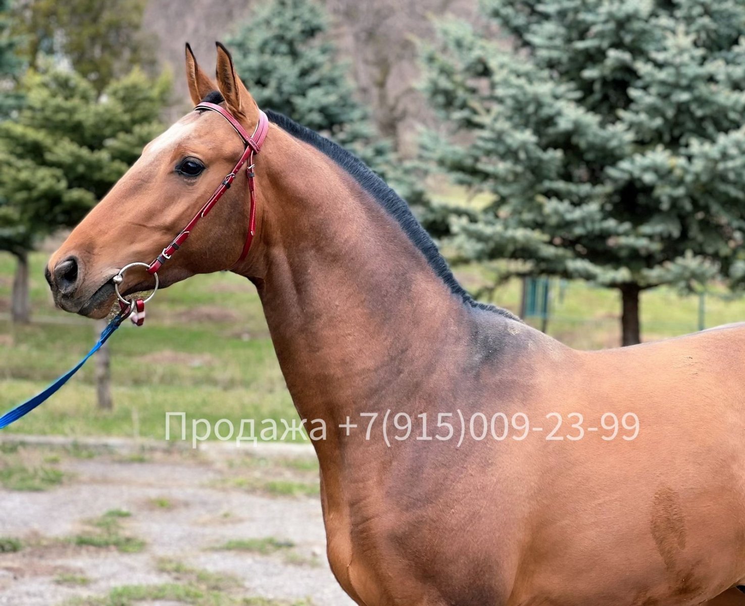 Продам - Чистокровный ахалтекинский жеребец 2019г.р. 157 см в/х / Ставропольский  край | Prokoni.ru