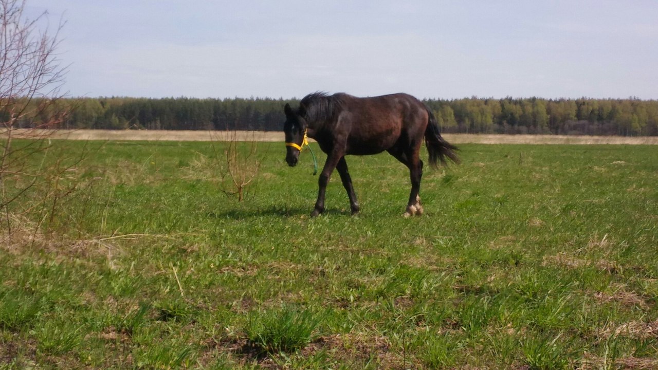 Продам - Жеребёнок 1 год Кострома, недорого | Prokoni.ru