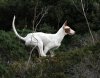 0060-Podenco-Ibizenco2006[1].jpg