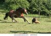 stock-photo-horse-and-dog-26570314.jpg