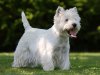 West-Highland-White-Terrier4.jpg