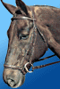 bridle.gif