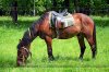 3291319-horse-grazing-on-lawn.jpg