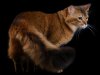 Somali-Cat-On-Black-Background.jpg