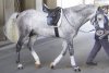 lipizzan-1.jpg