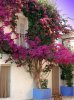 Bougainvillea01-001.jpg