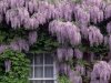 wisteria.jpg