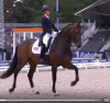 Dressage Stars - Google Chrome 2019-08-30 17.09.37.png