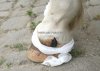 laminitis leeches konstanz rasch IMG_6934 x500.jpeg