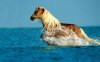 happy-horse-1280-800-6942.jpg