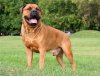 boerboel1.jpg