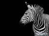 1248759546_1211815738_zebra1.jpg