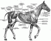 horse anatomy.gif