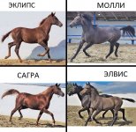 5ЭКЛИПС МОЛЛИ САГРА ЭЛВИС.jpg