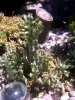 succulent garden 2.jpg