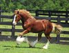 gypsy-vanner-horses-for-sale_BDC8988.jpg