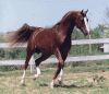 arabian-horse-picture-Montrachet-at-Liberty-ninjapoodles.gif