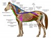 horse-muscles-02-large.jpg