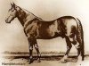 10.provisla.Hambletonian.jpg