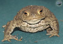 bufo-bufo_01.jpg