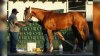 gty_california_chrome_belmont_jc_140603_16x9_992.jpg