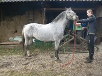 Speckled appaloosa.jpg