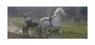 Trot training of Orlov Trotter inside SACORA CLUB.jpg