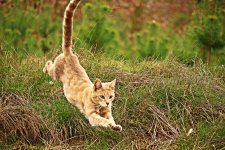 nature-grass-meadow-play-jump-wildlife-kitten-cat-mammal-fauna-savanna-playful-cheetah-vertebr...jpg