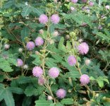 Mimosa_pudica_HabitusLeavesInflorescences_BotGardBln0906a.jpg