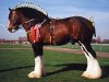 shire-horse.jpg