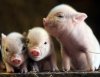 teacup-pig-trio.jpg