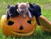 ht_pumpkin_pigs_071015_ssh.jpg